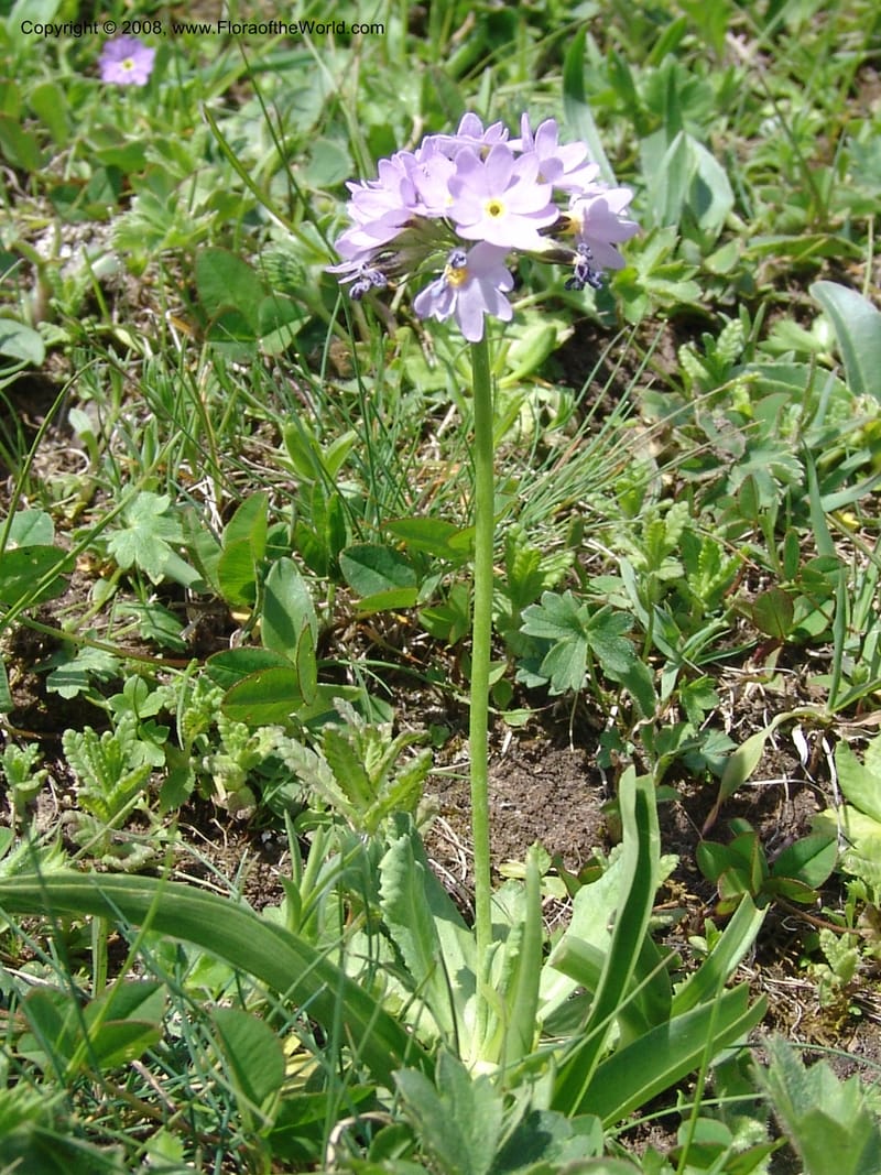Primula algida--Georgia. Kazbeki . Trail-road to Sameba Church. 2 Jun 05. 031.jpg