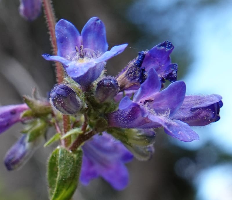 Penstemon albertinus, C. Davidson 13840--ID. Shoshone Co. Freezeout Rd. FR 301. 10 Jul 2018. DSC06582 (266).JPG