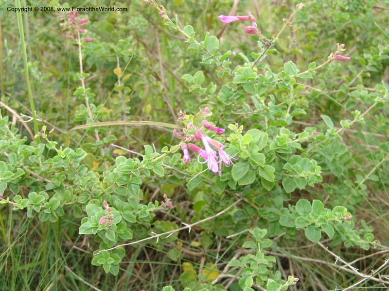 Syncolostemon rotundifolius--So.Africa. E. Cape. Umtamvuna Nat. Res. 11 Mch 05. 061.jpg