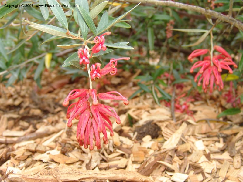 Grevillea victoriae, 2002.0250--CA. San Francisco Arboretum. 9 Aug 07. 381.jpg