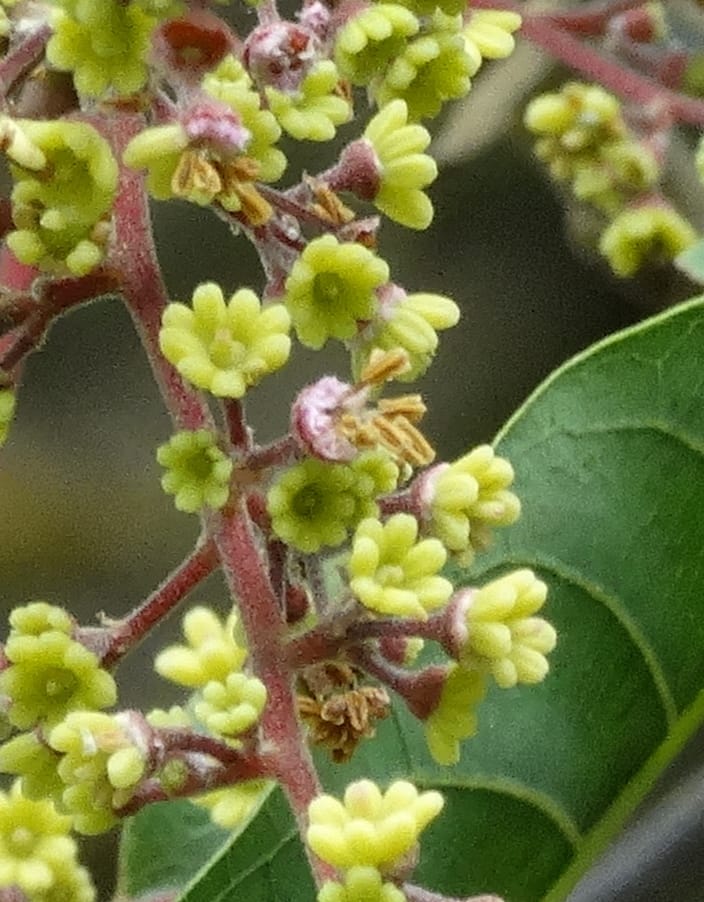 Alectryon, Munzinger, J 7386--Fiji. Along Hibiscus Hwy. 7 Nov 2015. DSC00180 (7).JPG