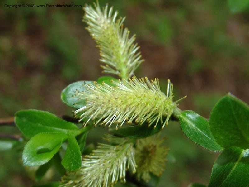 Salix--Georgia. Kazbeki . Trail-road to Sameba Church. 2 Jun 05. 225.jpg