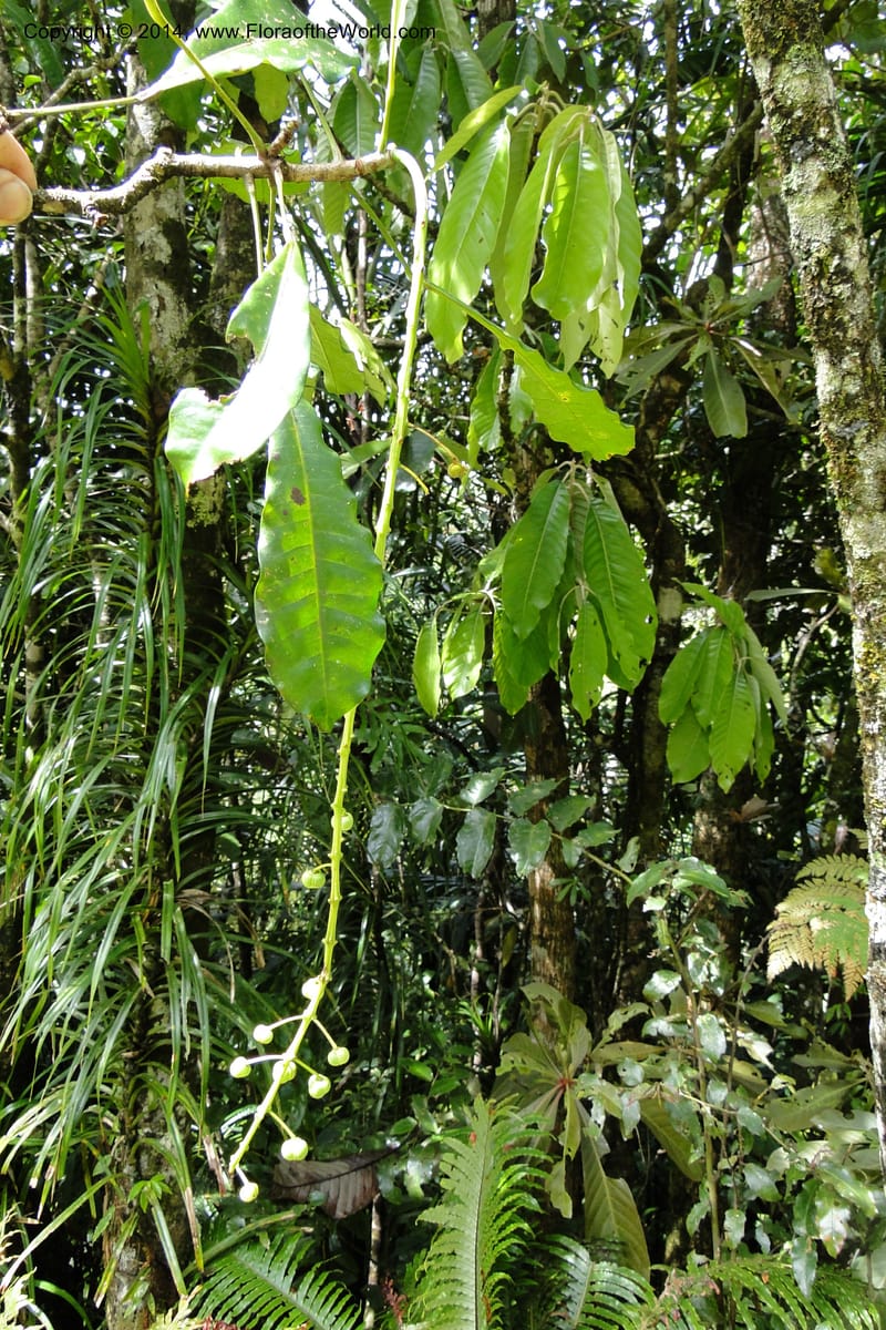 Codiaeum peltatum, J. Munzinger 6549--New Caledonia. Tchamba. Grotie Kou. 16 Feb 2011. 102 (7).jpg