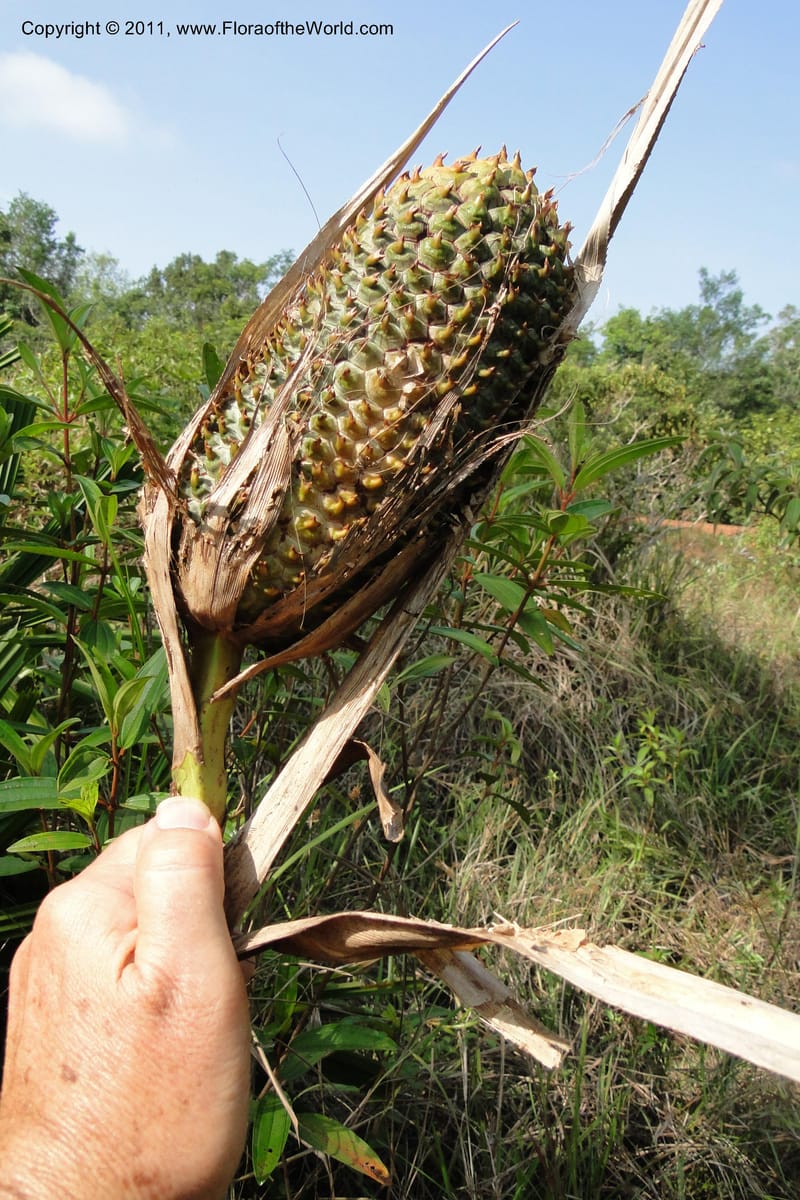 Pandanus urophyllus, Regalado 1955--Viet Nam. Forest Block 19. 15 May 2011. 019 (8).jpg