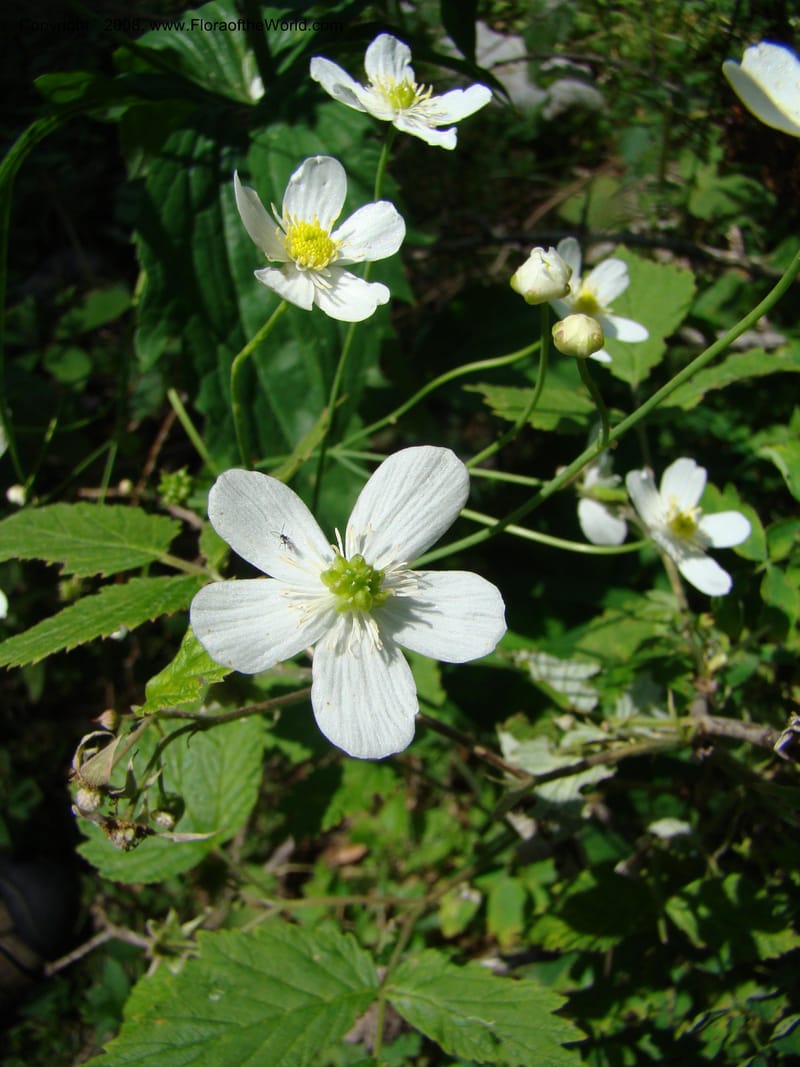 Ranunculus aconitifolius, CDavidson11256--Slovenia. Gorenska Reg. Velika Planina. 6 Jul 08. 182.jpg