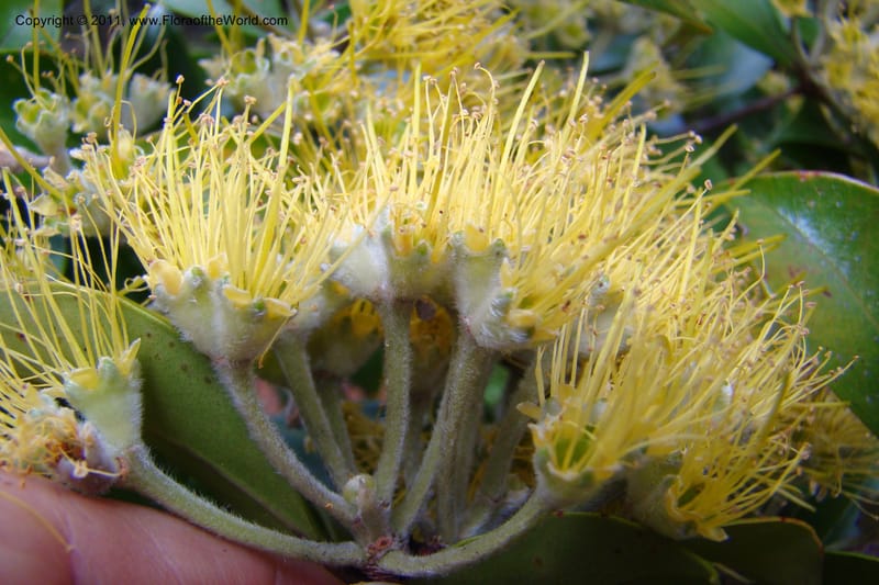 Metrosideros nitida, M. Callmander 806--New Caledonia. Mont Dore. 20 Jan 2010. 001 (225).jpg
