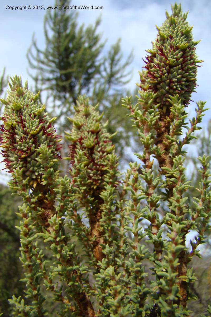 Cliffortia dichotoma, C. Davidson 11570--So Africa. No Cape. Papkuilsfontein. 26 Aug 09. 1 (19).jpg