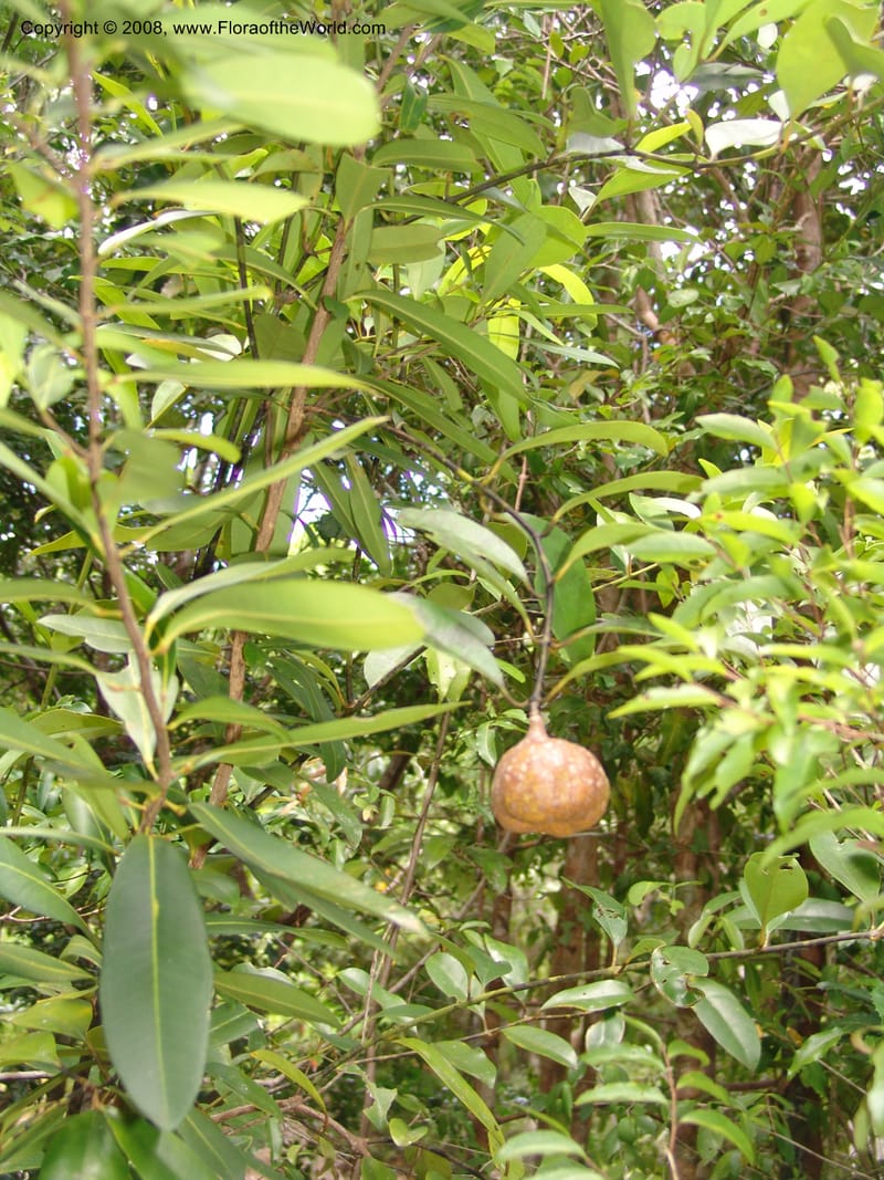 Tambourissa, not coll.--Madag. Prov. Toliara. Mandena Centr. Res. Ecol. 18 Jan 06. 063.jpg
