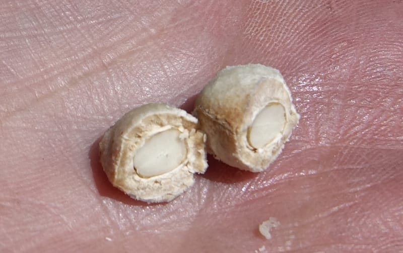 Geoffroea decorticans, Fortunato 13124--Argentina. W of Bellavista. 6 Feb 2018. DSC08696 (197).JPG