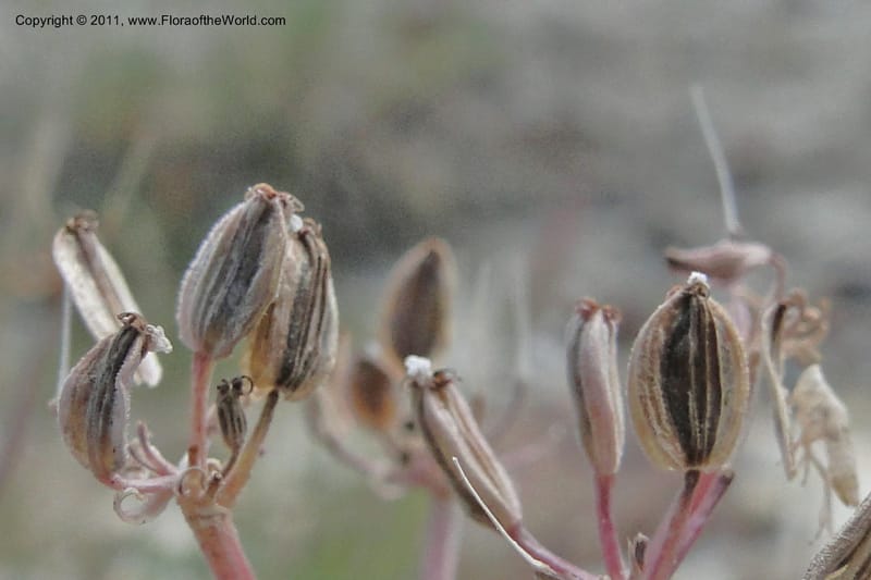 Lomatium bentonitum, J. Smith 9752--Oregon. Malheur Co. Leslie Gulch. 30 June 2011. 091 (10).jpg