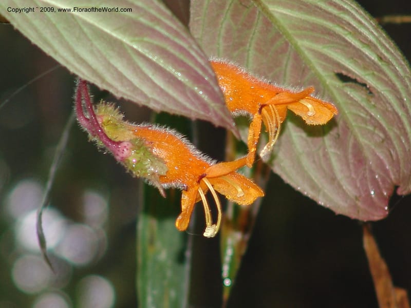Columnea, Croat94580--Ecuador. Prov. Pichincha. Reserva Bellavista. 14 Feb 05.  144.jpg