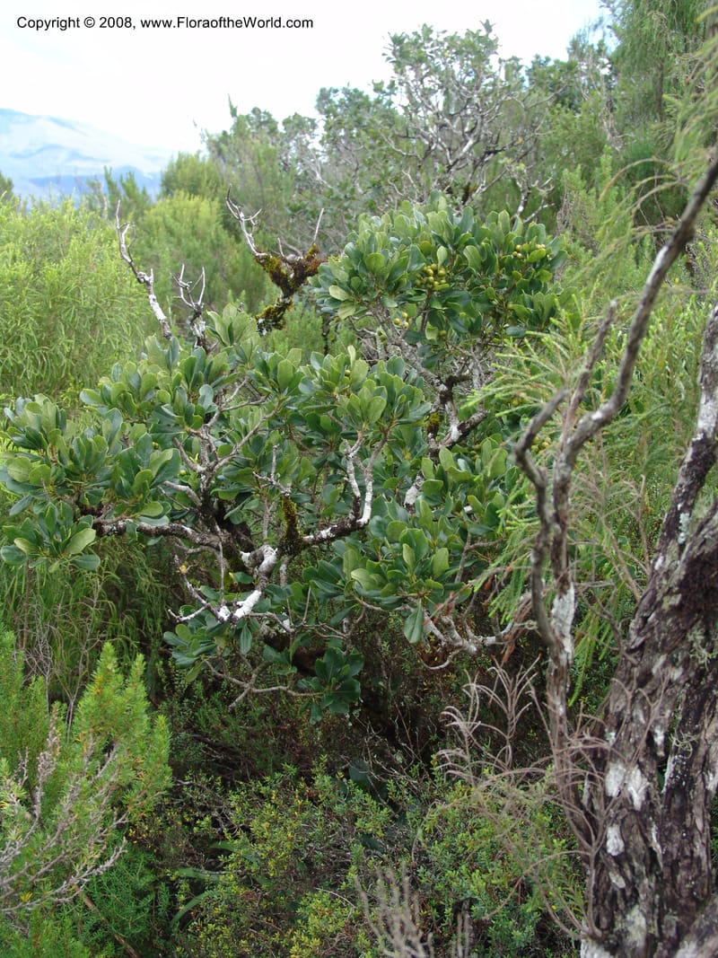 Agathosma ovata--So.Africa. E. Cape. Waringham Farm, Quanti Area, Stut. 8 Mch 05. 227.jpg