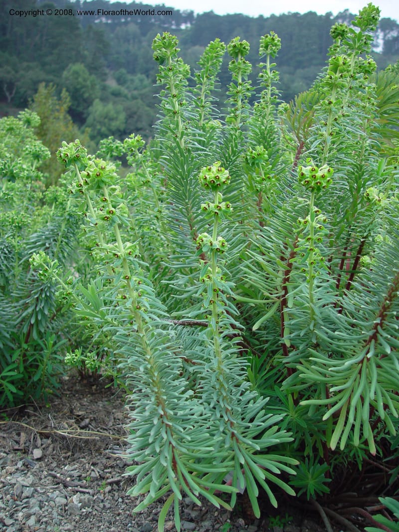 Euphorbia characias. 92.1108--CA. UC Berkeley Bot. Gard. 11 Feb 03. 098.jpg