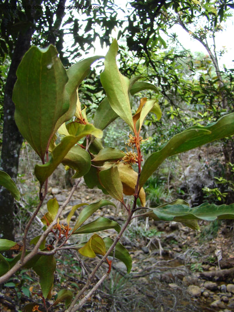 Stenocarpus, JMunzinger4682--N.Caled. RT 1, Avangui For., Hervrouet Cr. 12 Nov 07. 043.jpg