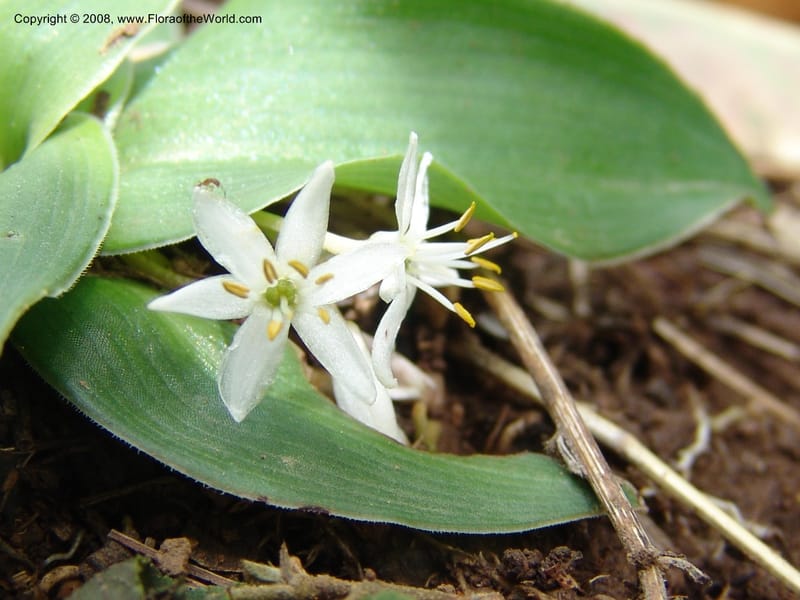 Chlorophytum tetraphyllum--Ethiopia. Bio, 6 km N of Modjo, rd twd Debre Zeit. 14 Jul 04. 034.jpg