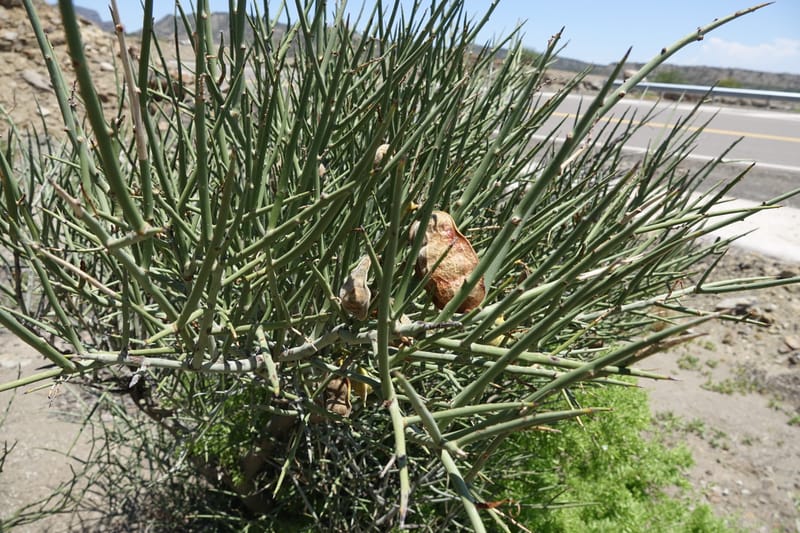 Ramorinoa girolae, Fortunato 13142--Argentina. Hwy 150, P.N. Ischigualasto. 7 Feb 2018. DSC09079 (184).JPG