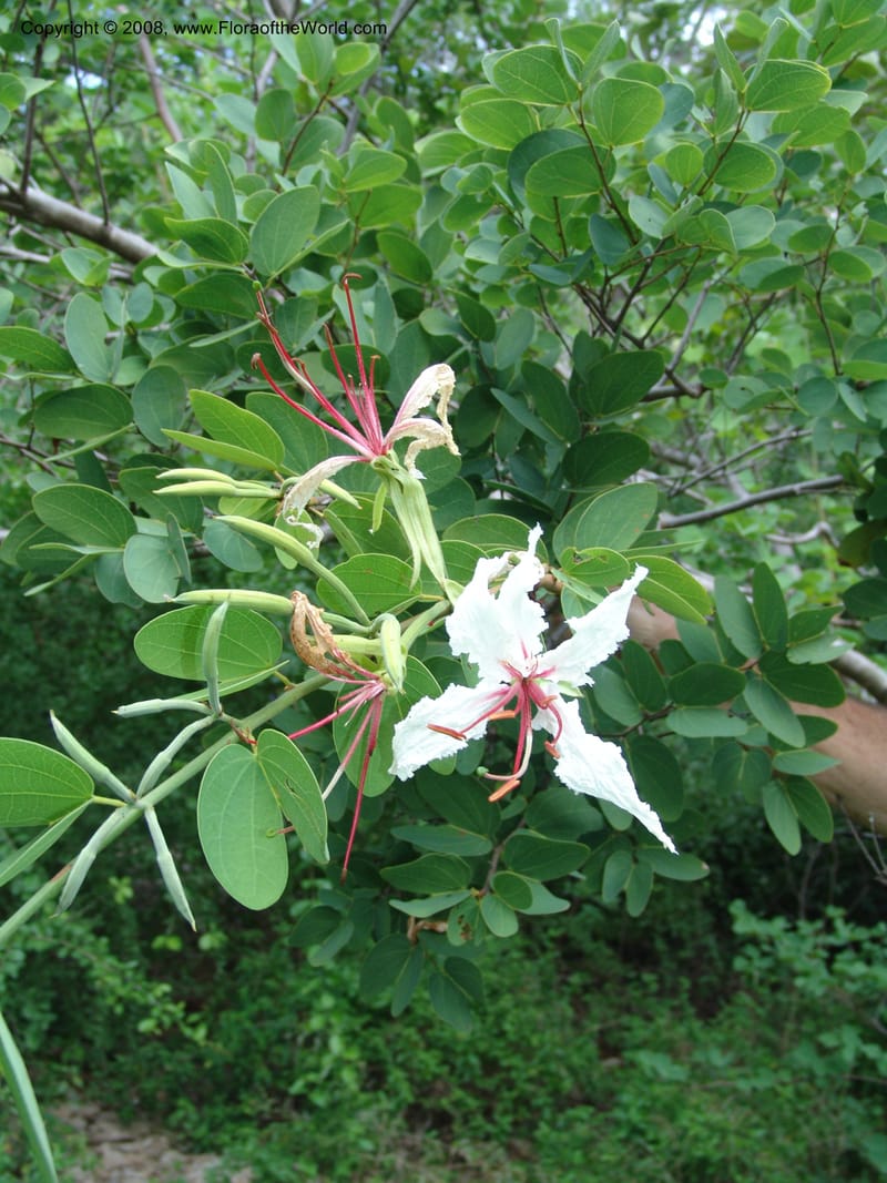 Bauhinia petersiana ssp macrantha--So. Africa. Lowveld Nat. Bot. Gard. 14 Mch 05. 136.jpg