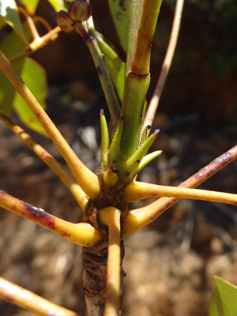 Polyscias, Lowry, P 7417--New Caledonia. PinPin. 20 Nov 2015. DSC03938 (181).JPG