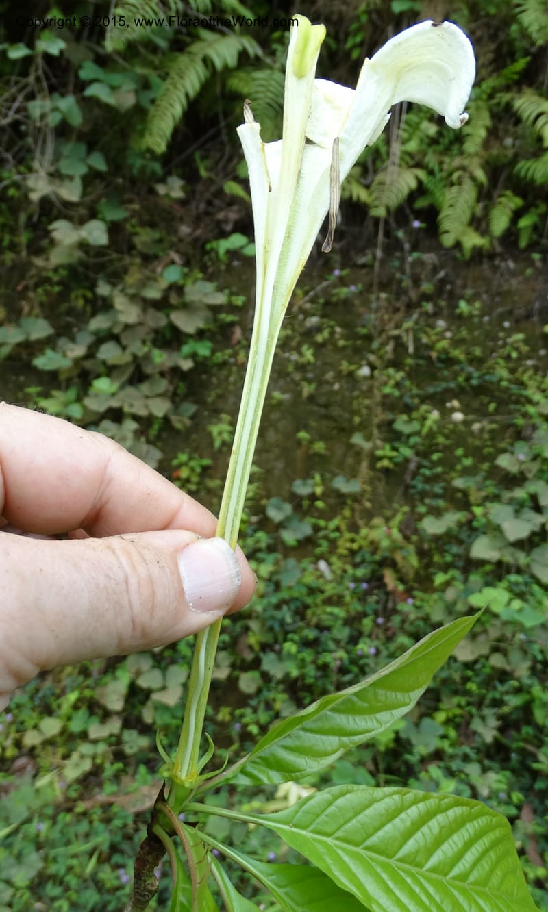 Euclinia longiflora, Davidson, C 12348--Cameroon. Ekondo Titi to Ekondo Nene. 21 Mar 2014. DSC02995 (47).JPG
