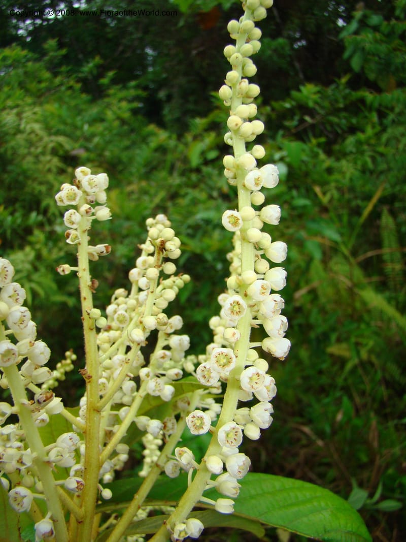 Clethra mexicana, RAguilar11192--Costa Rica. Puntar. Osa. Los Mogos. 17 Apr 08. 443.jpg