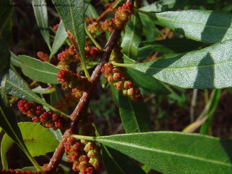 Myrica cerifera--FL. Collier Co. Corkscrew Swamp Sanctuary. 12 Jan 03. 004a.jpg