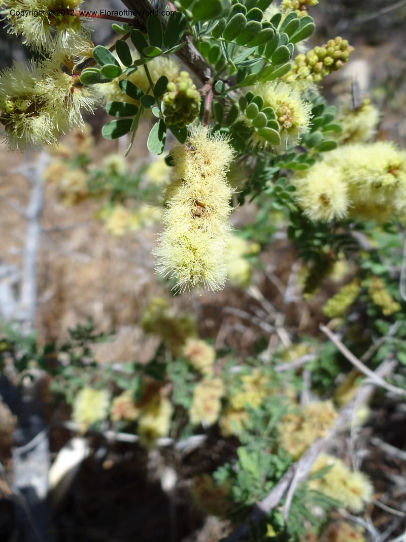 Acacia greggii, Davidson, C 11931--AZ. Yavapai Co. Crown King Rd. 7 May 2012.  (1).JPG