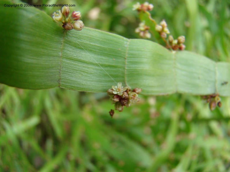 Homalocladium platycladium--Australia. Royal Botanic Garden, Melbourne. 19-20 Mch 08. 313.jpg