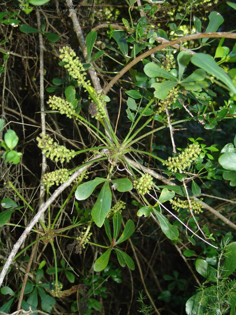 Cussonia thyrsiflora--So.Africa. E. Cape. Maitland Nat.Res. 5 Mch 05. 073.jpg