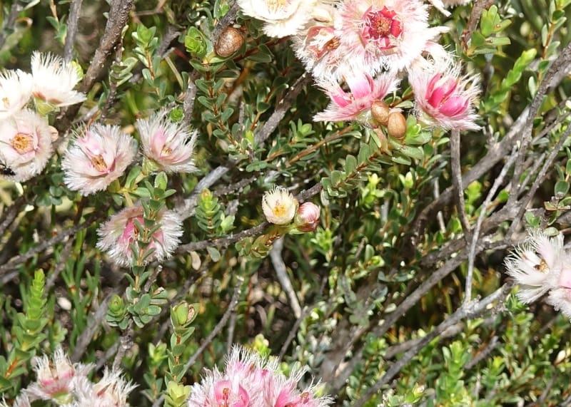 Verticordia ovalifolia, Davidson, C 13408--Australia. W.A. Badingara Tavern Jct. 23 Oct 2016. DSC04482 (70).JPG