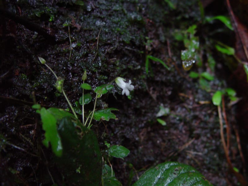 Napeanthus jelskii, JSmith4185--Fr. Guiana. Kaw Mts. 'Caves Trail'.  20 Mch 02. 005.jpg