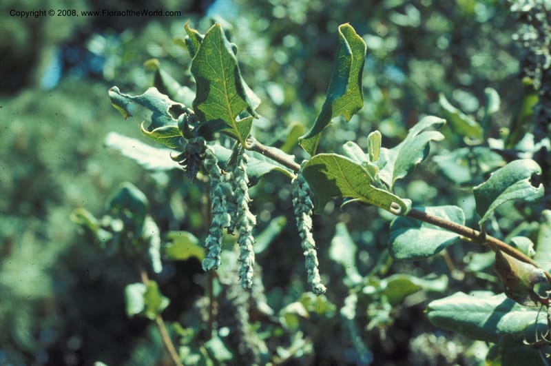 Garrya elliptica, CDavidson5937--CA. Mendocino Co. Haven's Neck, N of Gualala. 19 Jun 77. 002.jpg