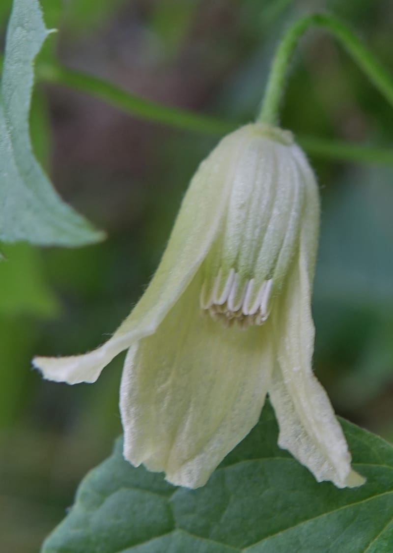Clematis--Japan. Niigata. Miyoko-Togakushi N. P. Tsubame. 25 May 2016. DSC04209 (139).JPG