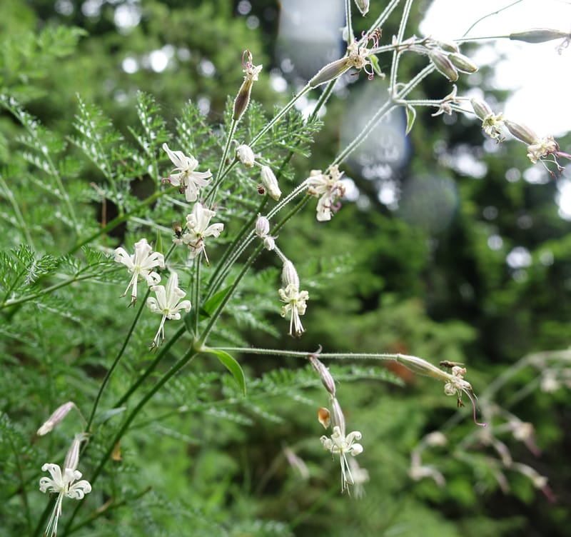 Silene nutans subsp. nutans,  Davidson, C 13266--Switzerland. Oberwald. Chapel St. Nikolas. 2 Jul 2016. DSC07728 (786).JPG