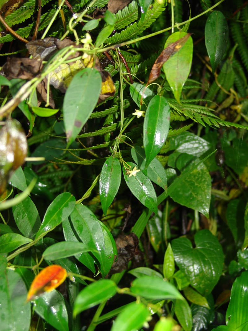 Blepharodon, Croat 94938--Ecuador. Prov. Carchi. El Chical-Tulcan. 19 Feb 05. 034 (5).jpg