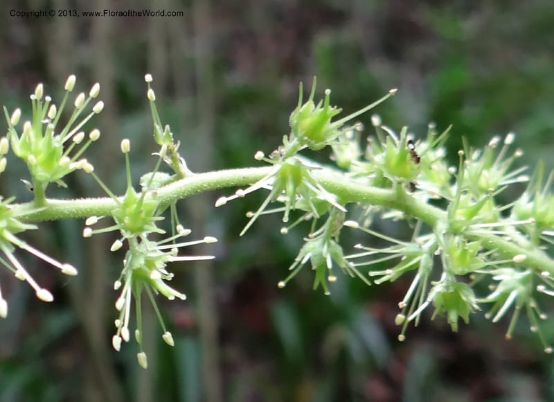 Astilbe grandis, Davidson, C 11953--China. Zhejiang Priv. Tian Mu Shan. 31 May 2012. DSC00927 (106).JPG