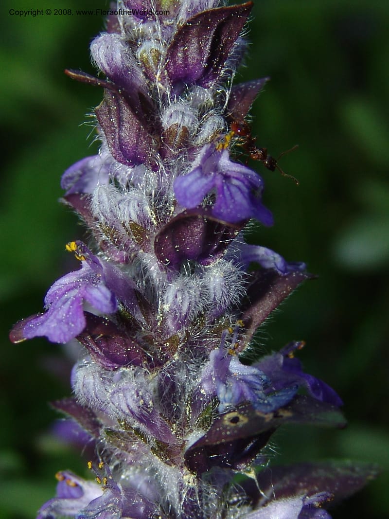 Stachys officinalis--Georgia. Bakuriani Botanical Garden. Forest. 7 Jun 05. 073.jpg