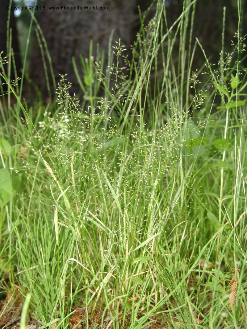 Agrostis scabra, CDavidson11119--ID. Adams Co. For. Serv. Rd. 453, to Goose Lk. 20 Jul 07. 227.jpg