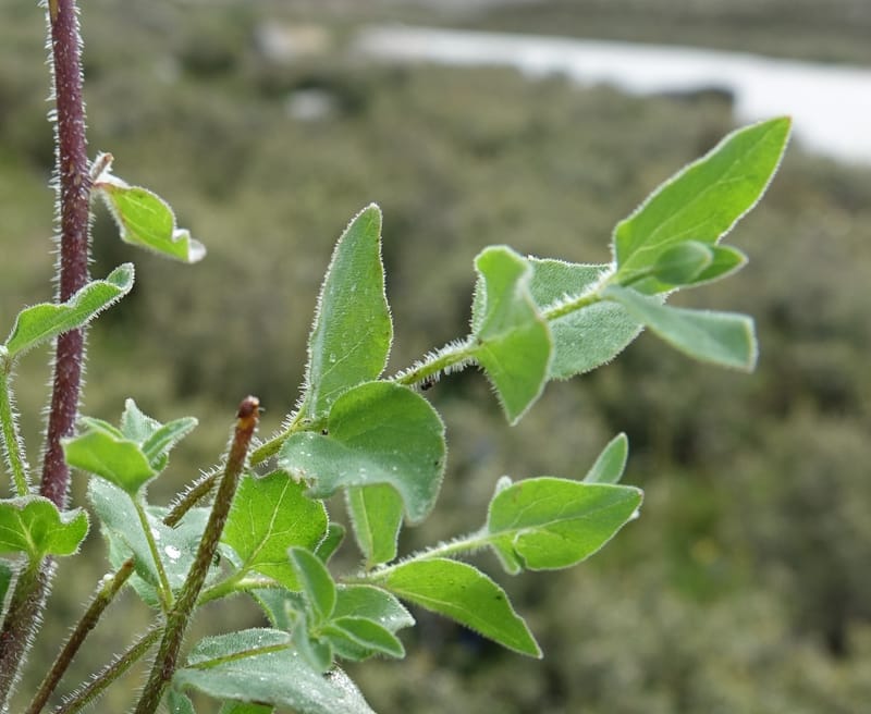 Codonopsis, C. Davidson 13788--China. Sichuan. Daocheng Xian. 14 Aug 2017. DSC05676 (86).JPG