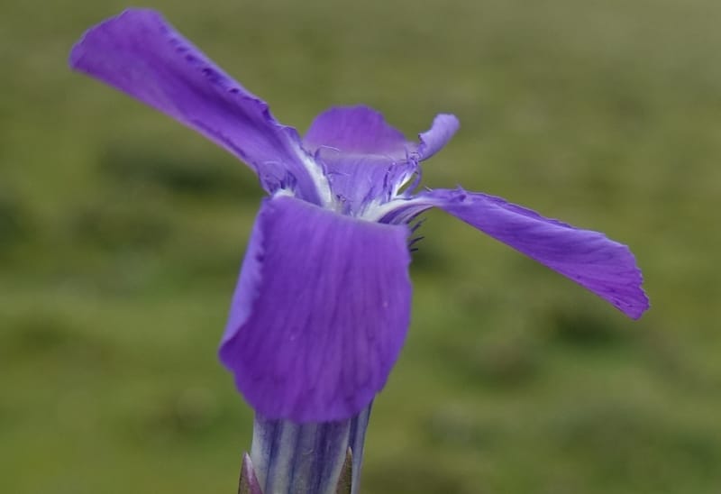 Gentianopsis paludosa var paludosa, D. Boufford 44046--China. Sichuan. Yajiang Xian, between Litang and Yajiang. 16 Aug 2017. DSC06537 (49).JPG