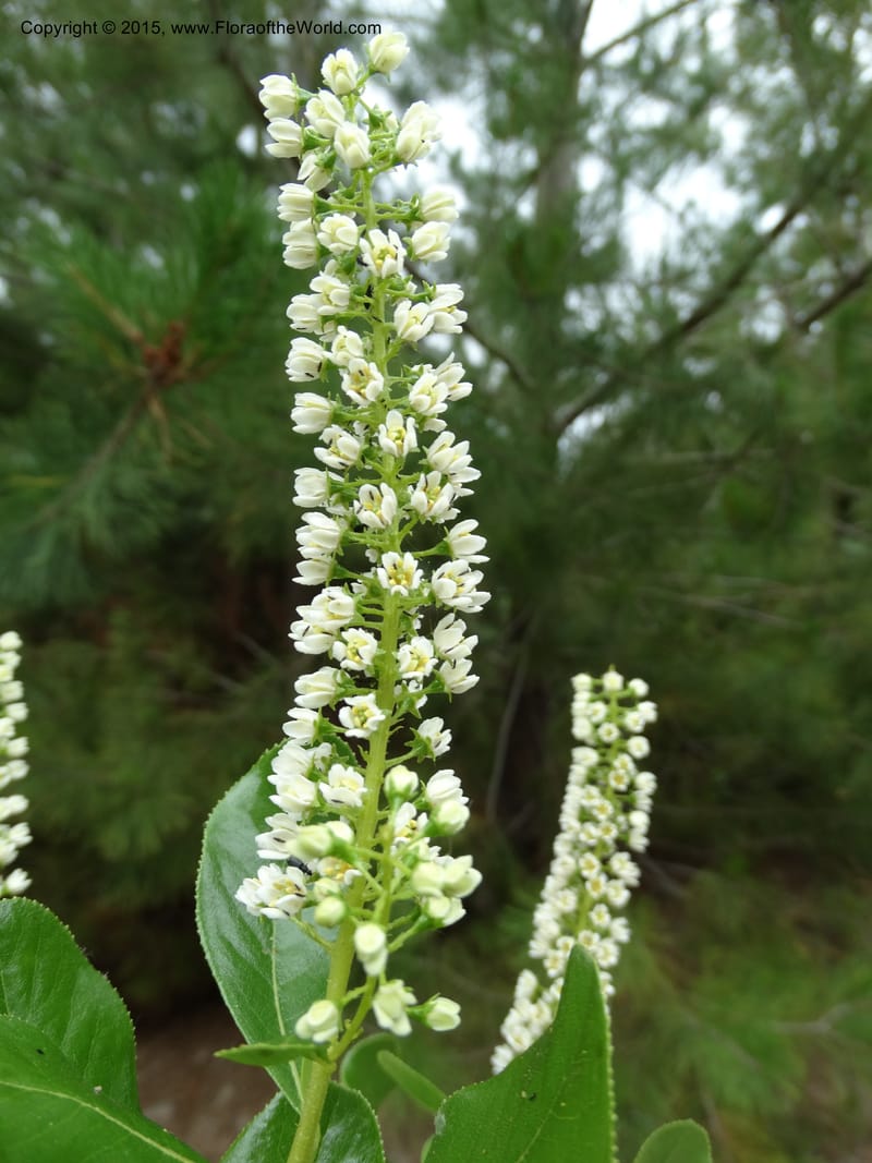 Escallonia pulverulenta, Davidson, C 12833--Chile. Cerro El Colorado, E of Talca. 28 Nov 2014. DSC08873 (57).JPG
