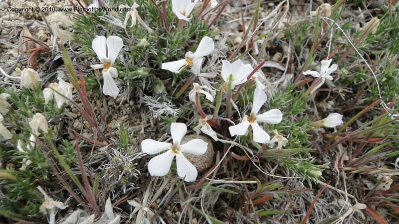 Phlox hoodii, C. Davidson 11744--Idaho.Owyhee Co. Mud Flat Rd. 22 April 2010 107 (108).jpg