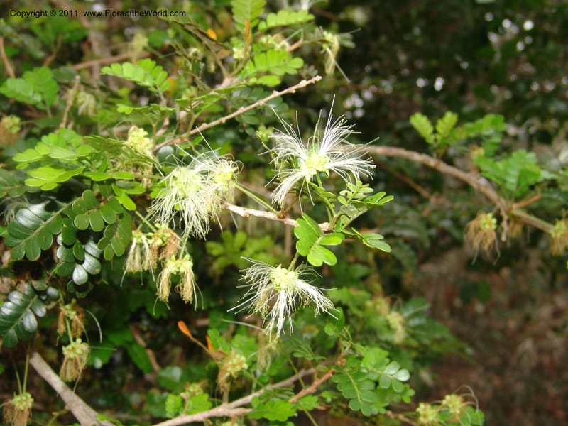 Viguieranthus, ZRogers1127--Madag. Prov. Antsir. Sahafary, Analankary. 8 Nov 06. 073.jpg