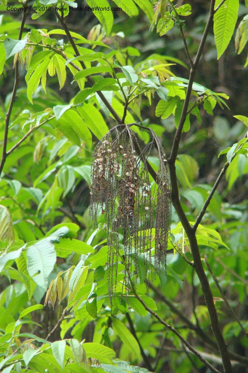 Rhoiptelea chiliantha, Regalado 1624--Viet Nam. Lao Cai Prov. Sa Pa Distr. Thac Bac. 5 Apr 09 029.jpg