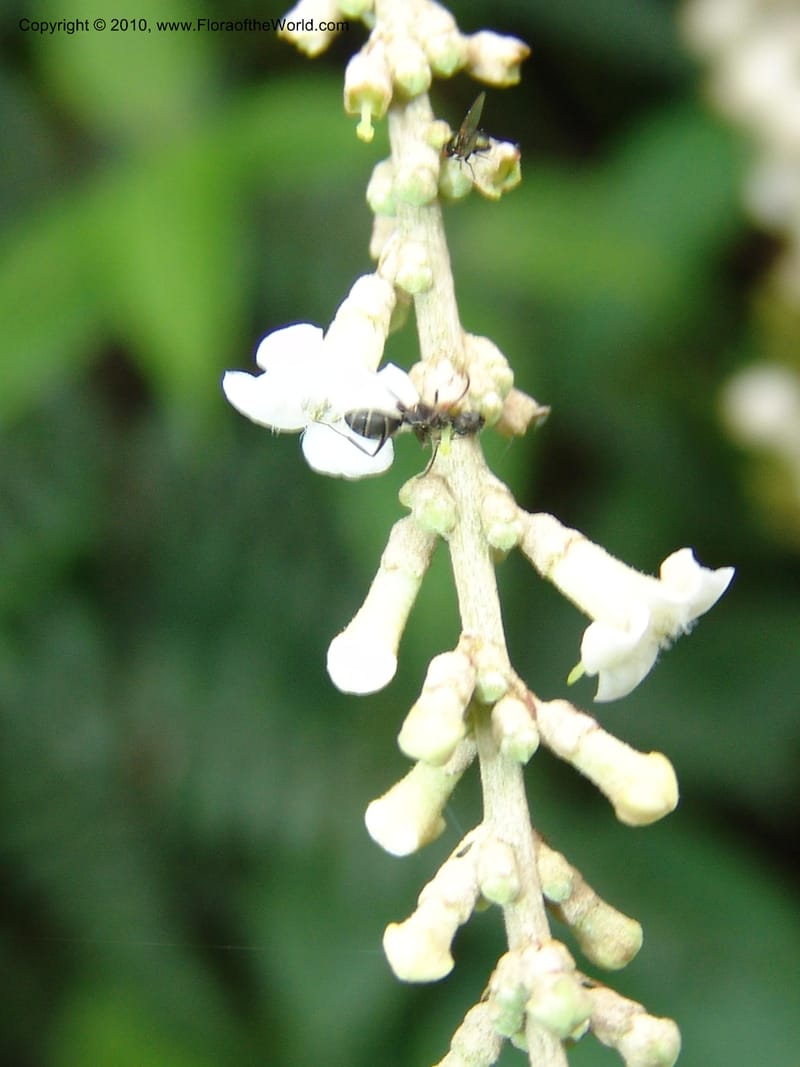 Gonzalagunia dependens, Croat 96251--Ecuador. Prov. Pichincha. La Union-Chiriboga-Quito. 22 Mar 06. 154 (3).jpg