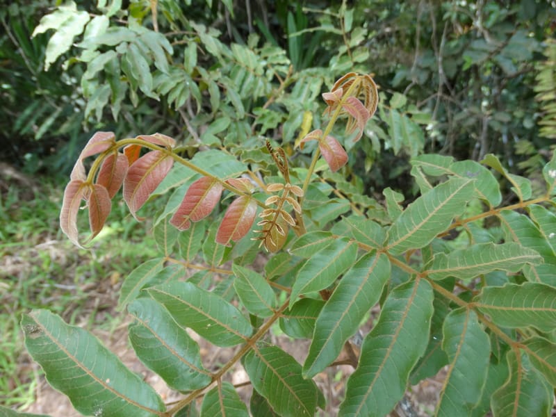 Alectryon vitiensis, Munzinger, J 7376--Fiji. Valeni Vill. 6 Nov 2015. DSC09910 (33).JPG
