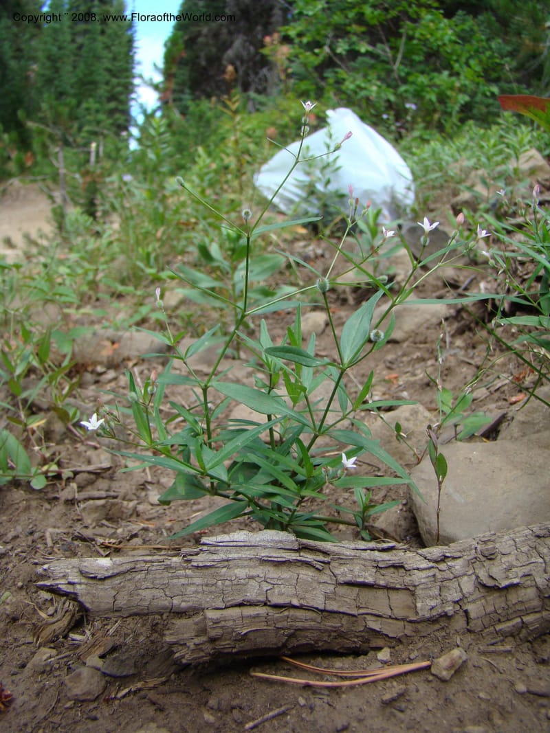 ID. Adams Co. For Serv Rd. Last Chance Campgrd. 27 Aug 08. 091.jpg