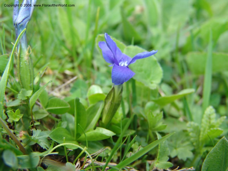 Gentiana angulosa--Georgia. Kazbeki . Trail-road to Sameba Church. 2 Jun 05. 070.jpg