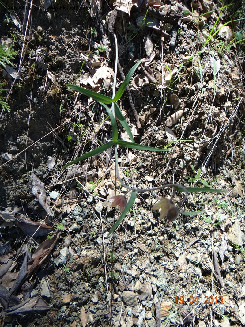 Fritillaria atropurpurea, Davidson, C 12131--USA, California, Nevada Co. 19 Apr 2013  0079 (14).JPG