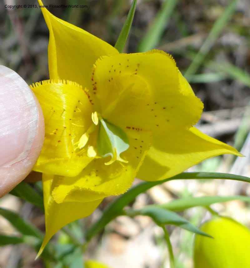 Calochortus amabilis, Davidson, C 12123--Calif. Napa Co. Hwy 128. 16 Apr 2013. DSC03072 (27).JPG