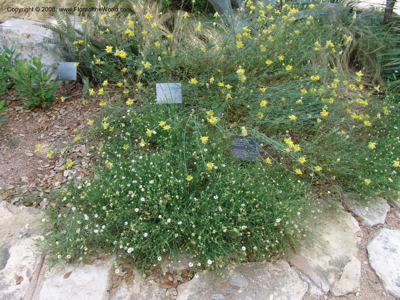 Erigeron modestus--TX. Johnson Wildflower Center. 13 Jun 04. 064.jpg
